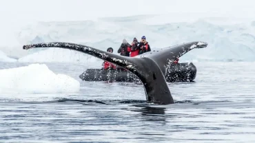 Antarctica whales watching