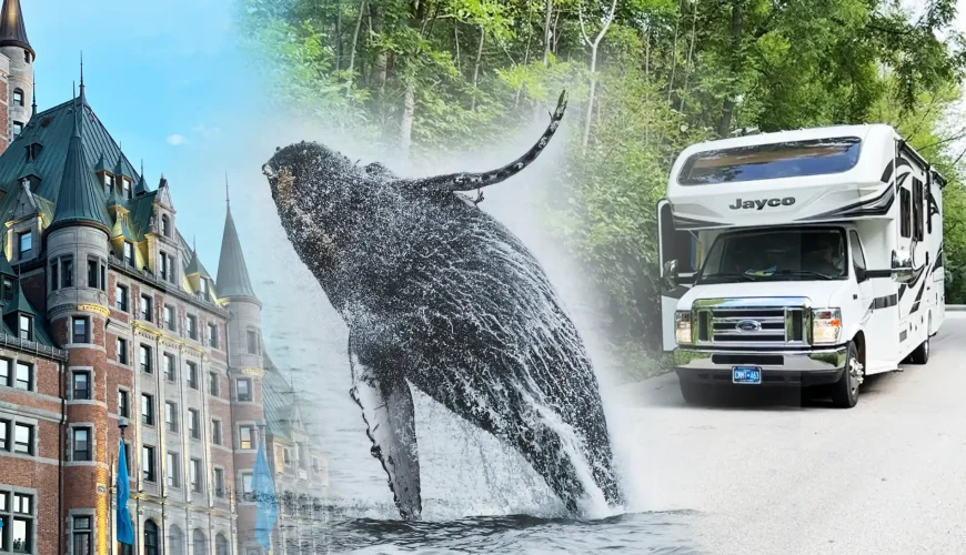 Discover the best whale-watching spots in Québec, tips for planning your trip, and what to bring for an unforgettable experience with these majestic creatures!
