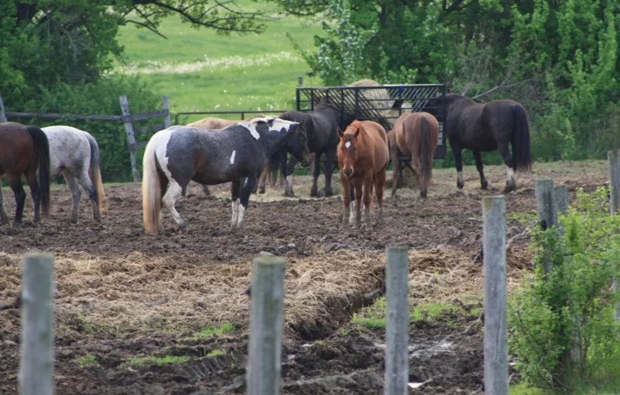 Horseback Riding & Nature Escape from Toronto RV-Motorhome Tour