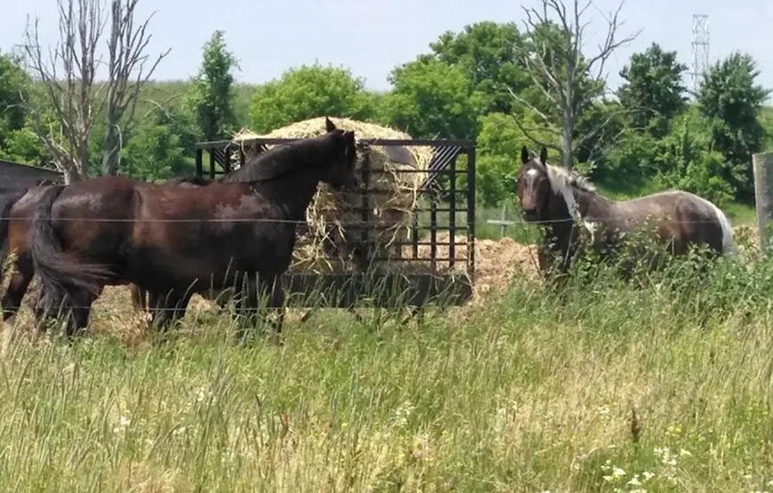 Horseback Riding & Nature Escape from Toronto RV-Motorhome Tour