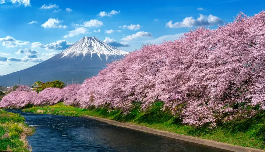 Best Places to See Cherry Blossoms