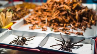 10 Weirdest Street Foods from Around the World
