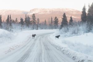 The Yukon Territory is a great destination for winter RV camping. The territory offers several campgrounds, including Wolf Creek, Pine Lake, and Congdon Creek.