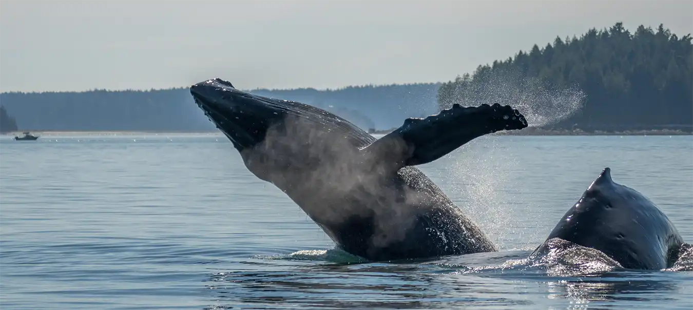 whale watching in Canada - Vancouver Island, British Columbia