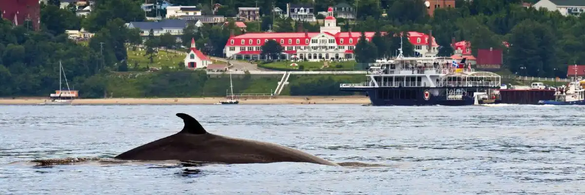 whale watching in Canada - Tadoussac, Quebec