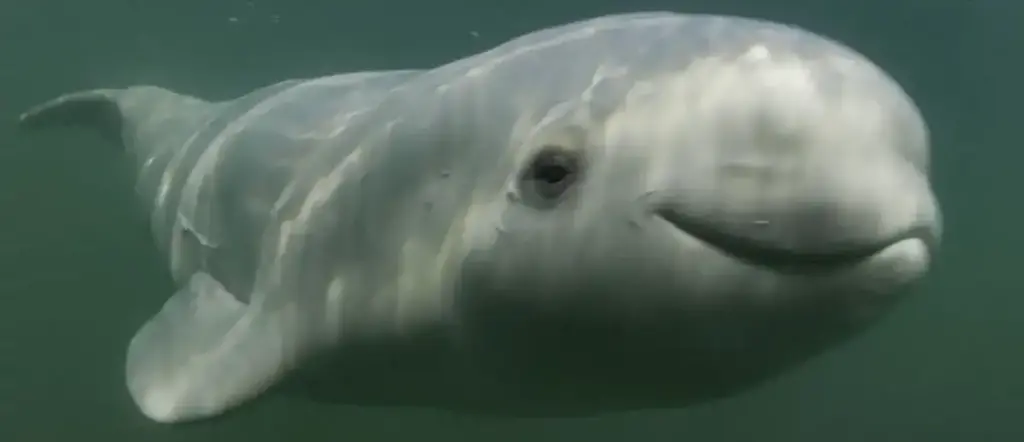 whale watching in Canada - Beluga Whales
