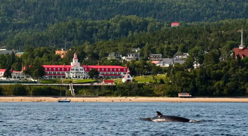 Camping and Whale Watching in Tadoussac: An Unforgettable Adventure