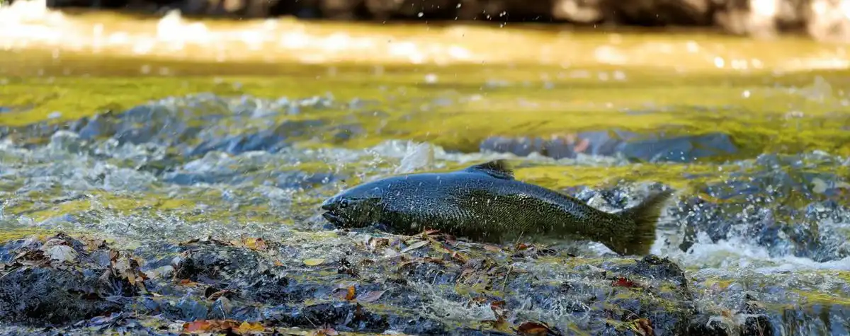 Salmon Fishing in Ontario - Mississauga