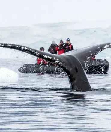 Antarctica whales watching