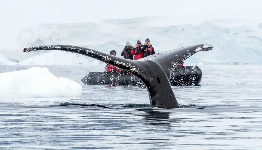 Antarctica whales watching