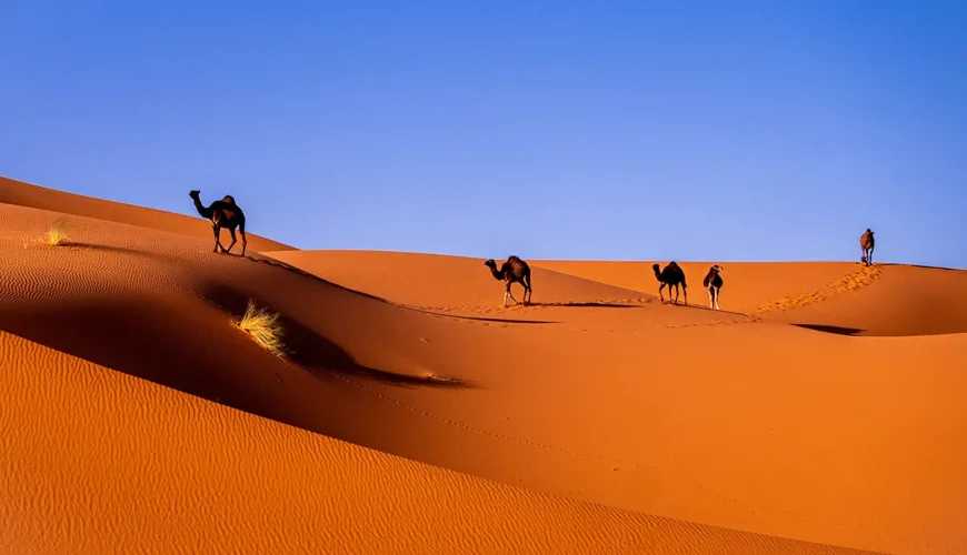 Discover Morocco: Top Things to Do in This Magical Land