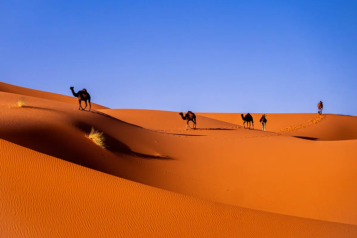 Discover Morocco: Top Things to Do in This Magical Land