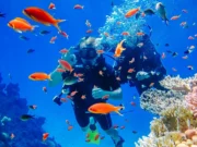 Scuba diving in Nha Trang