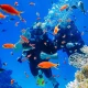 Scuba diving in Nha Trang