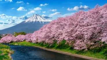 Best Places to See Cherry Blossoms