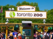 Guided tour of the Toronto Zoo Zoo admission ticket Expert guide from MY IVVI Interactive animal experience Personalized route and content based on preferences Access to exclusive areas (if available) Free zoo map and educational material