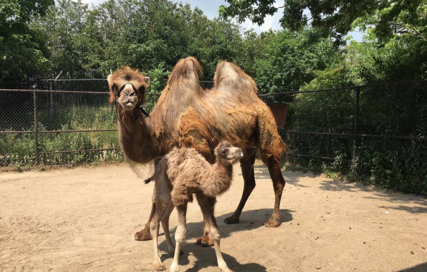 Toronto Zoo Adventure