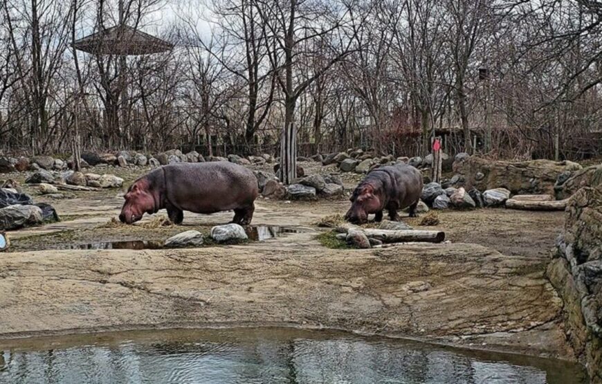 Toronto Zoo Adventure